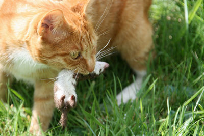 Close-up of the cat with a weasel in its mouth