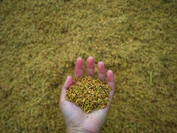 Cropped hand of person holding rice