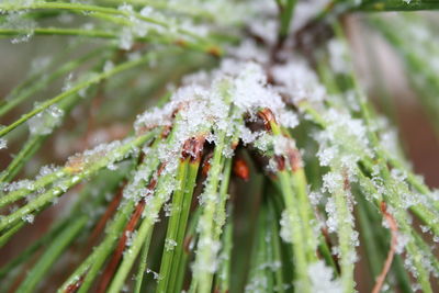 Close-up of frozen plant