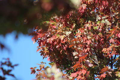 Low angle view of maple leaves on tree