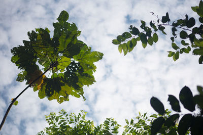 Low angle view of tree against sky