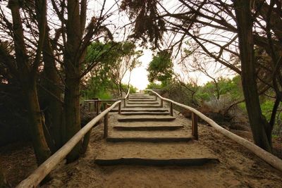 Stairs along trees