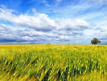 Scenic view of agricultural field against sky