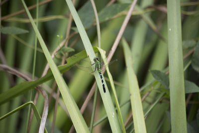 Close-up of insect on grass