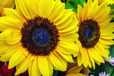 Close-up of sunflower