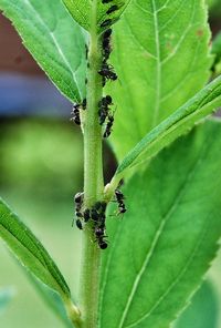 Close-up of insect on plant