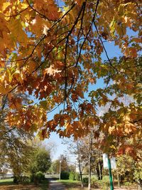 Low angle view of trees against sky during autumn