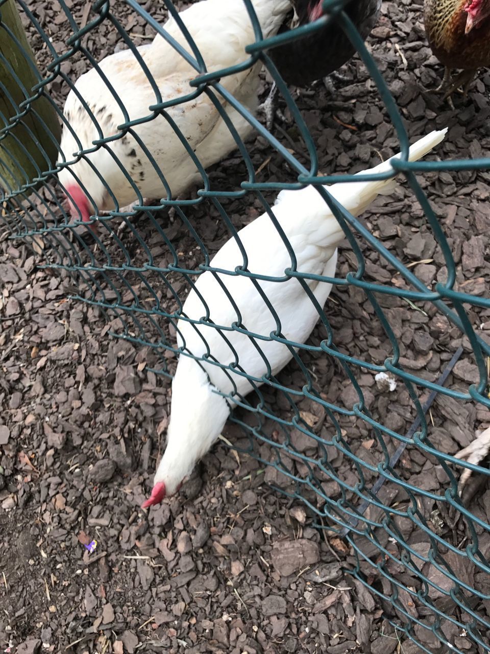 HIGH ANGLE VIEW OF BIRD ON CAGE