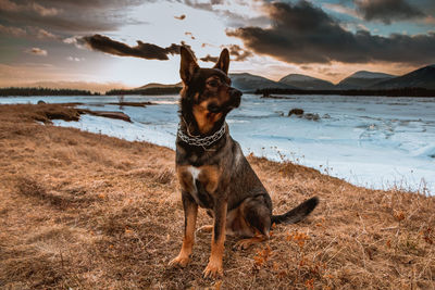 Dog looking away while standing on land during sunset