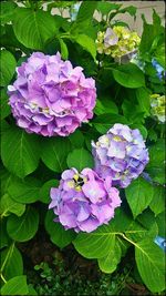 Close-up of pink flowering plant