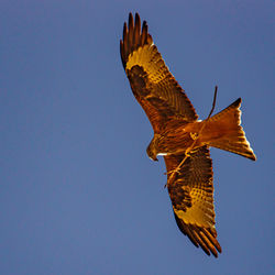 Low angle view of red kite flying against clear blue sky