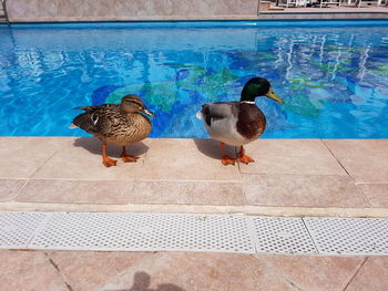 Birds perching on a swimming pool