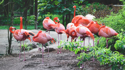 Full length of flamingos