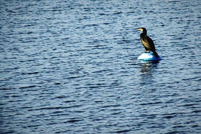 View of birds in water