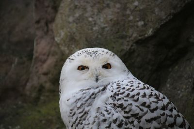 Close-up portrait of owl