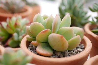 Close-up of succulent plant