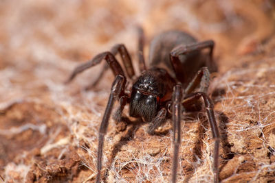 Close-up of spider