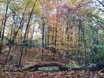 Trees in forest