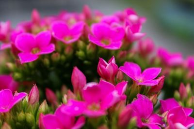 Close-up of pink flowers growing in garden