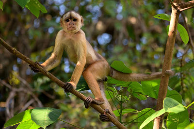 White fronted capuchin in the jungle on the banks of the rio ariau, amazon, brazil.