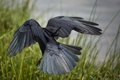 Close-up of a bird flying over a field