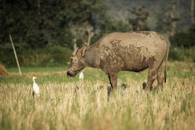 Side view of an animal on field