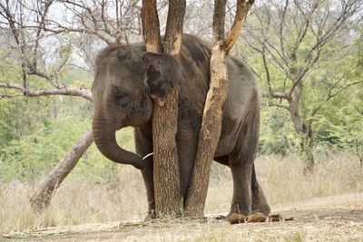 Elephant standing by tree trunk in forest