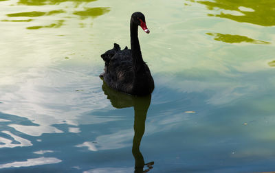 High angle view of black swan swimming in lake