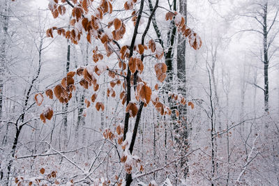 winter