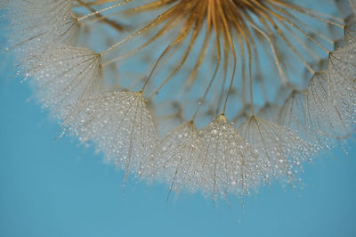 Close-up of frozen plant