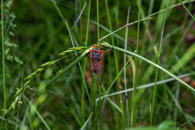 Close-up of insect on grass