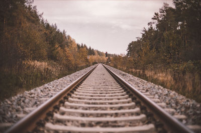 Surface level of railroad tracks against trees