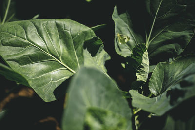 Close-up of green leaves