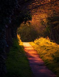 Footpath in park