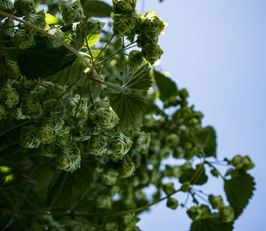 Low angle view of flowering plant against sky