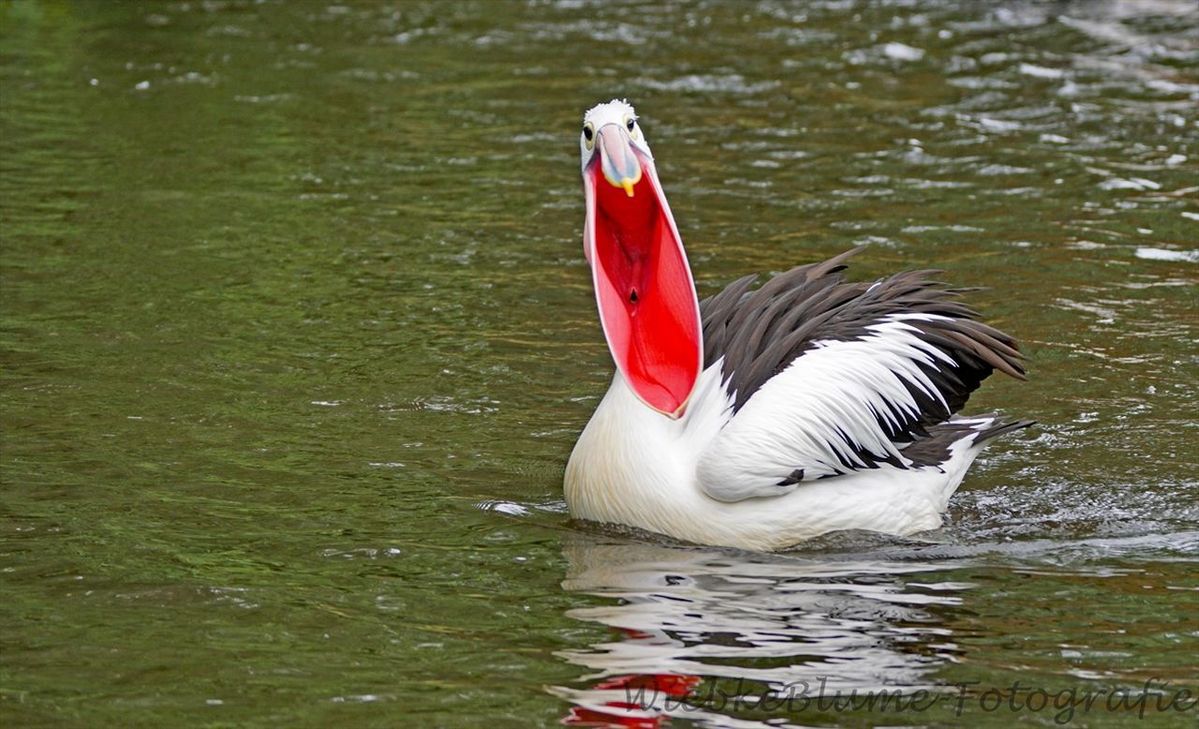 SWAN IN LAKE