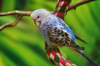 Close-up of bird perching on branch