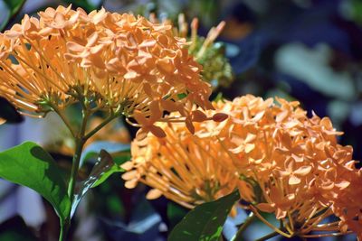 Close-up of flowering plant
