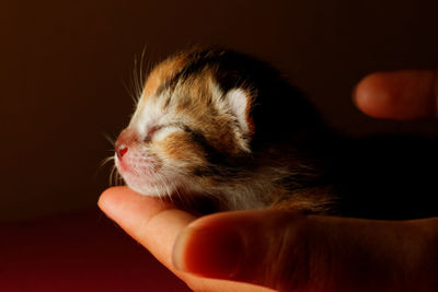 Close-up of hand holding cat against black background