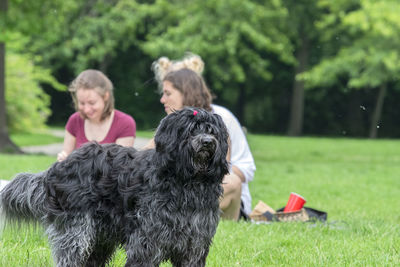 Two dogs on field