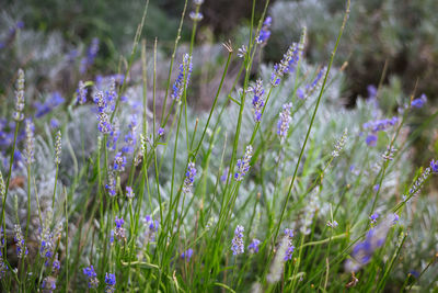 Close-up of purple flowering plants on field