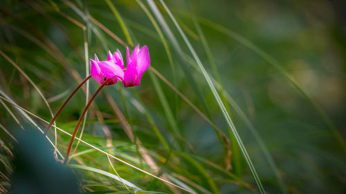 Close-up of pink flowering plant on field