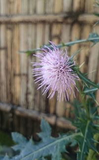 Close-up of purple flower