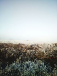 Scenic view of field against clear sky during winter