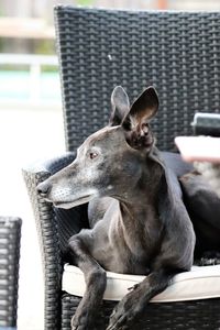 Close-up of dog sitting on seat