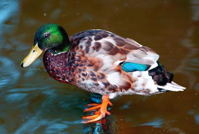 Close-up of a duck in lake