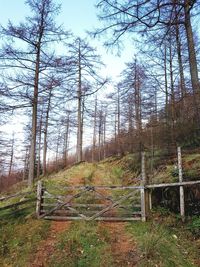 Trees growing in forest against sky