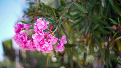 Close-up of pink flowers growing in park