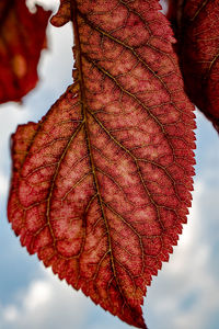 Close-up of dried autumn leaf