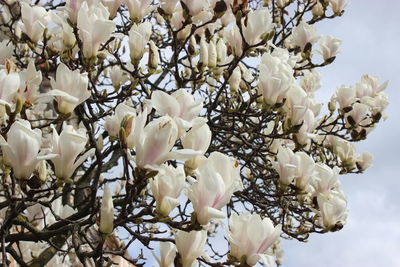 Low angle view of white flowering tree